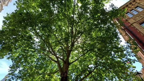 tree beside building under clear sky