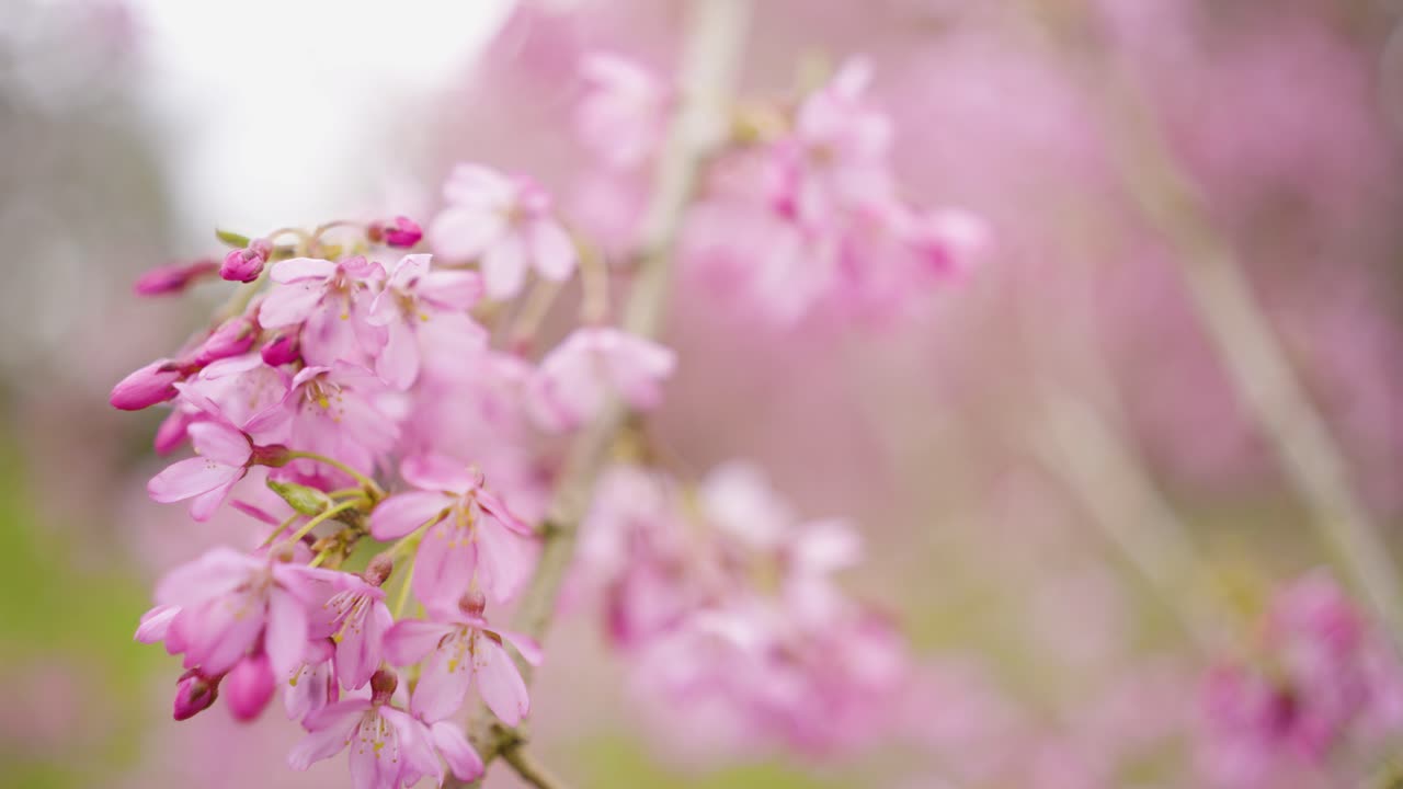hermosas flores de cerezo rosadas
