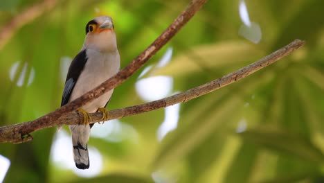 The-Silver-breasted-Broadbill-is-a-famous-bird-in-Thailand,-both-local-and-international