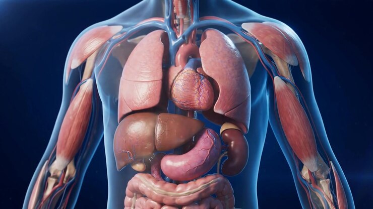 Anatomical Medical Model Of Human Torso In Medical Illustration Detail