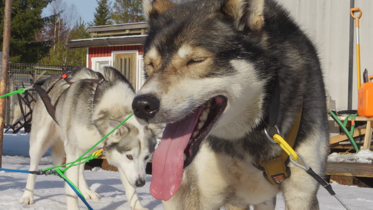 Close up of sled dogs ready to ride at sunny winter day. Handheld