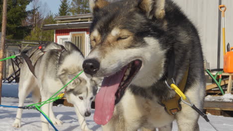 close up of sled dogs ready to ride at sunny winter day. handheld