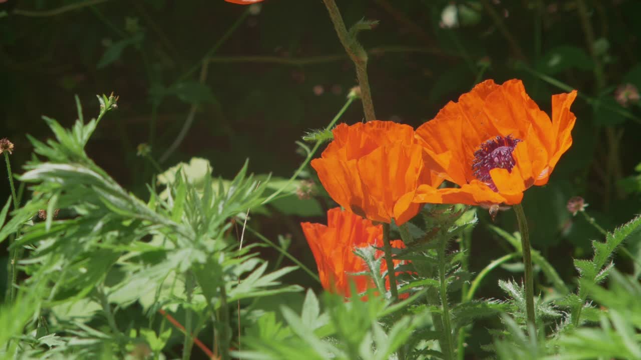 Bee Leaving Orange Poppy And Slowly Flying Away, Slow Motion