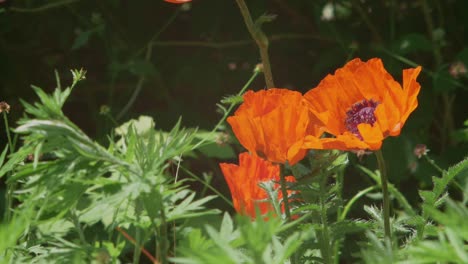 Biene-Verlässt-Orangefarbenen-Mohn-Und-Fliegt-Langsam-Davon,-Zeitlupe