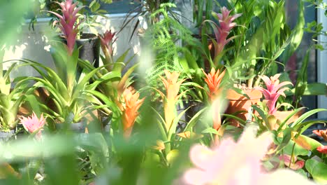 flowers and plants at a large garden store 4k