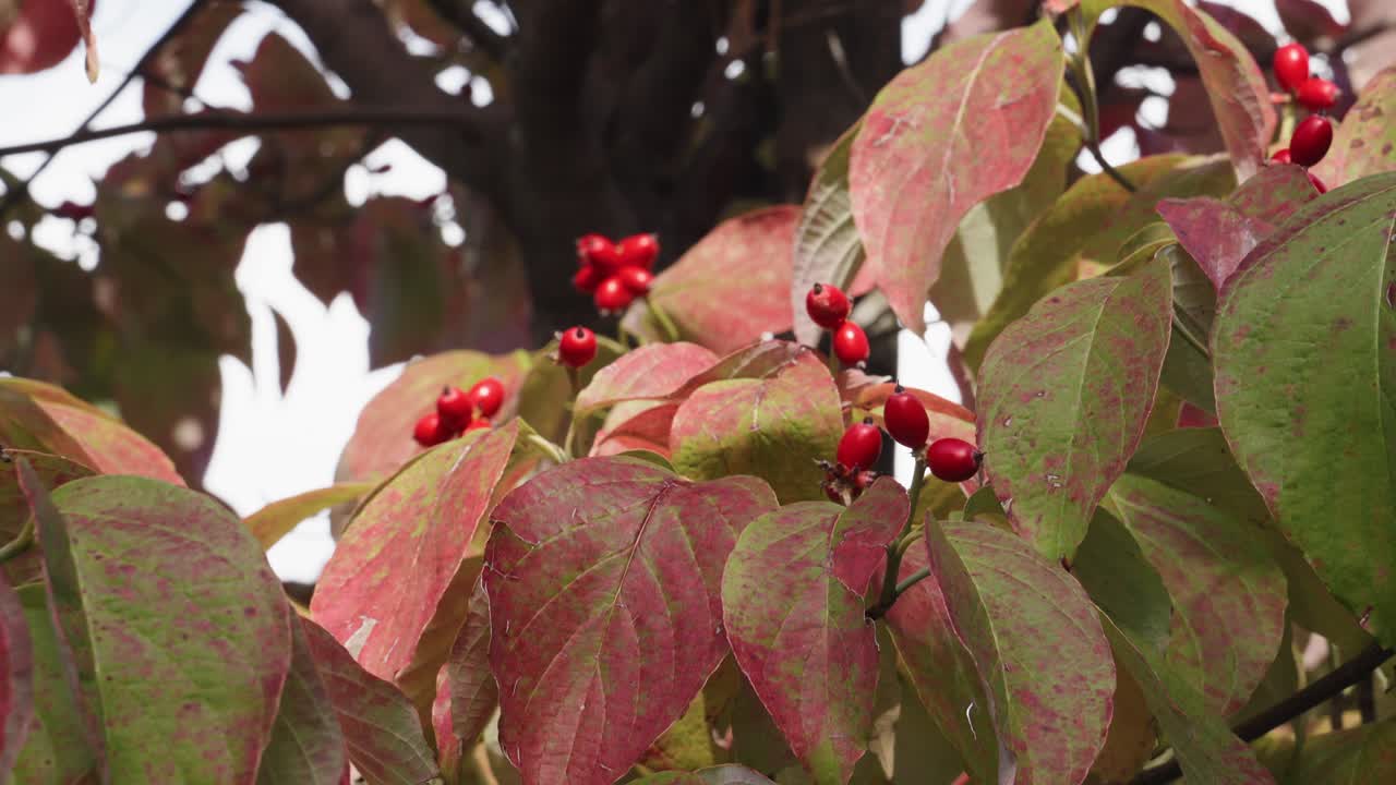 Close-up of red and green autumn dogwood leaves with vibrant red berries against a bright sky