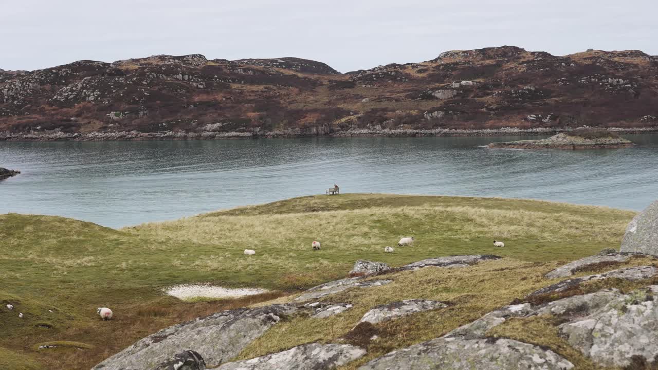 고요한 호수와 들판이 있는 시골 풍경, 호수 근처에 앉아 있는 남자, 초원에서 풀을 뜯고 있는 양 - 축소