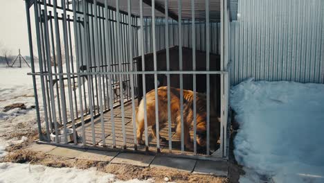 a large brown dog walks in a metal cage