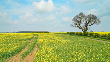 Bellas-Imágenes-En-Cámara-Lenta-De-Un-Cultivo-De-Colza-Amarilla-Capturado-Por-Un-Dron-Con-árboles-Y-Una-Carretera-De-Campo-En-El-Fondo