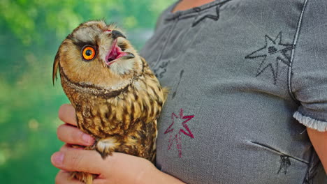 owl being held by a person