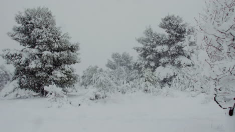 árboles-Cubiertos-De-Nieve-De-Cuento-De-Hadas-Después-De-Una-Rara-Ventisca-Helada-De-Medea-En-Atenas