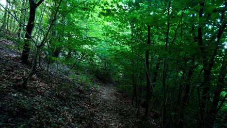 Entre-Los-árboles-En-El-Bosque-Con-Un-Pequeño-Camino-Hecho-Por-Animales-Y-Un-Pequeño-Sol