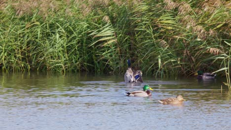 wild ducks on a salt-marsh lake on the lincolnshire coast