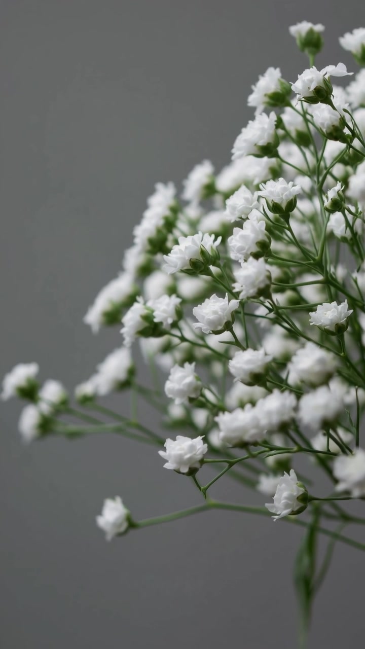 Delicadas Flores de Mosquitinho Brancas Contra um Fundo Cinza Neutro