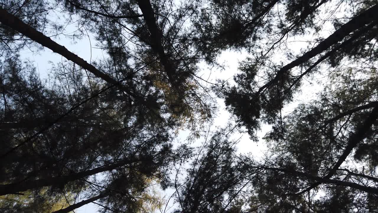 Tree and Forest Canopy Panning in a Circular Motion with Blue Skies in the Background During Hike in Summer