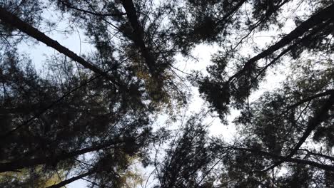 Tree-and-Forest-Canopy-Panning-in-a-Circular-Motion-with-Blue-Skies-in-the-Background-During-Hike-in-Summer