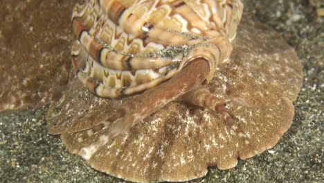 large sea snail called articulate harp moves over sandy seabed during night