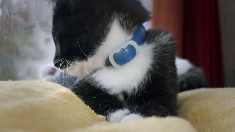 cute kitten looking at the camera, displaying a curious and engaging expression