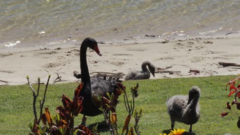 adult black swans with two cygnets on the grass next beach