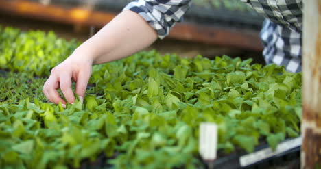 Young-Female-Botanist-Examining-Potted-Plant-15