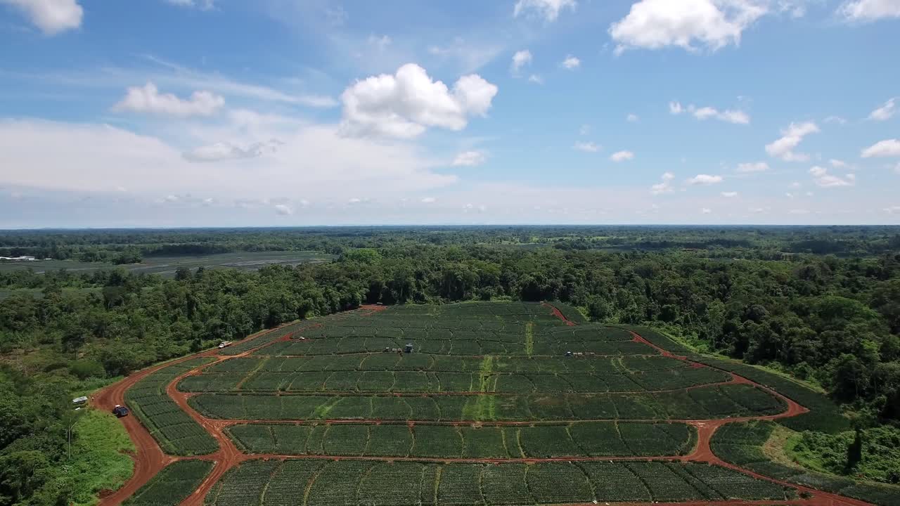 수확하는 동안 코스타리카의 파인애플 밭 위를 비행하는 드론