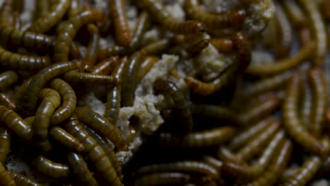 The-Mealworm-is-a-species-of-Darkling-Beetle-used-to-feed-pets-like-fish,-snakes,-birds,-and-frogs