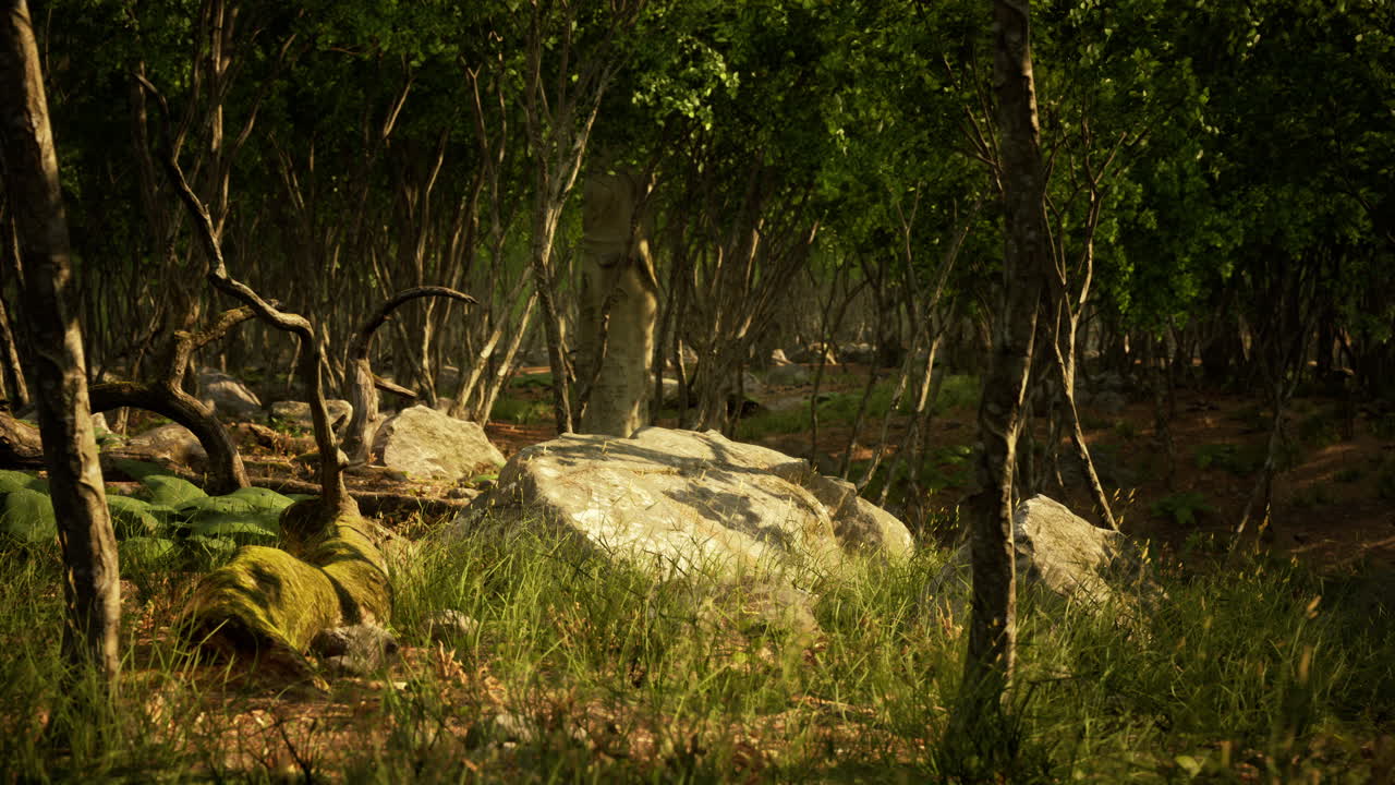 다양한 나무가 있는 아름다운 여름 숲