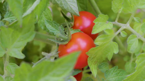 two red tomatoes growing on a self set plant