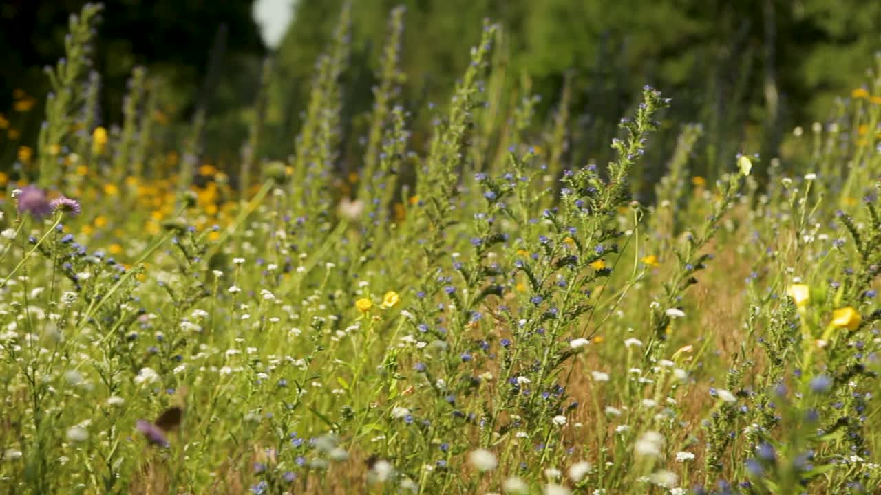 exuberante prado de flores silvestres con una toma panorámica capturando vibrantes flores de verano en la luz natural