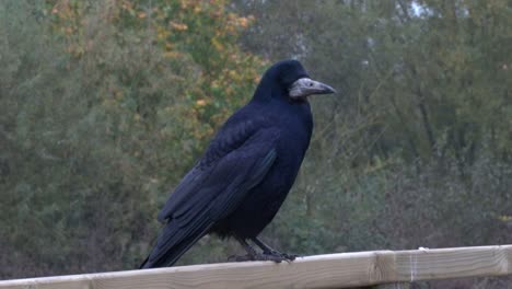 a rook, corvus frugilegus, perched on a wooden fence. autumn. uk