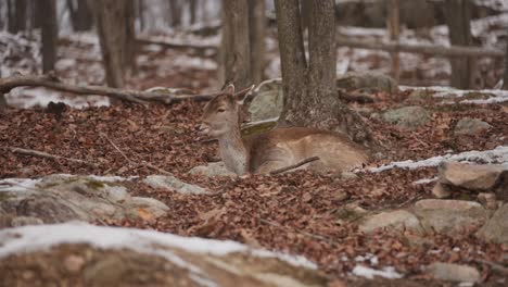 Portrait-Of-A-Red-Deer-Resting-In-Autumn-Forest-Park