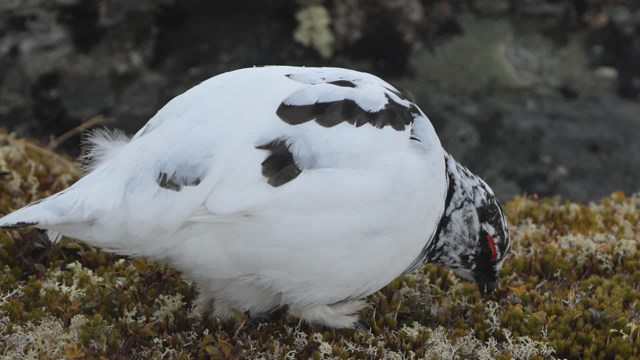 Handheld closeup of male rock ptarmigan eating from alpine moss and heather while pausing to look around
