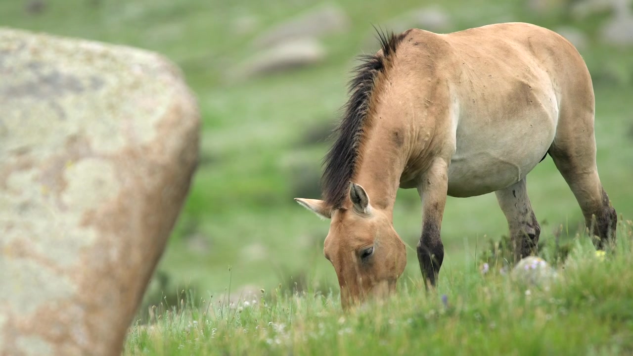 Przewalskipaard grazend in een groene bergweide