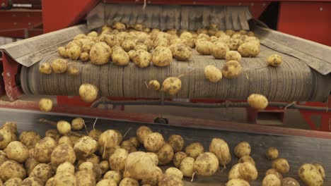 las patatas se mueven en cinta transportadora en las instalaciones de almacenamiento.