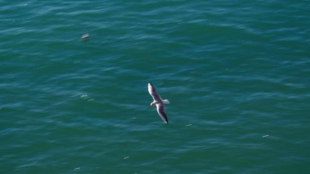 una gaviota vuela libremente sobre el vibrante océano azul en siracusa ortigia, sicilia, italia