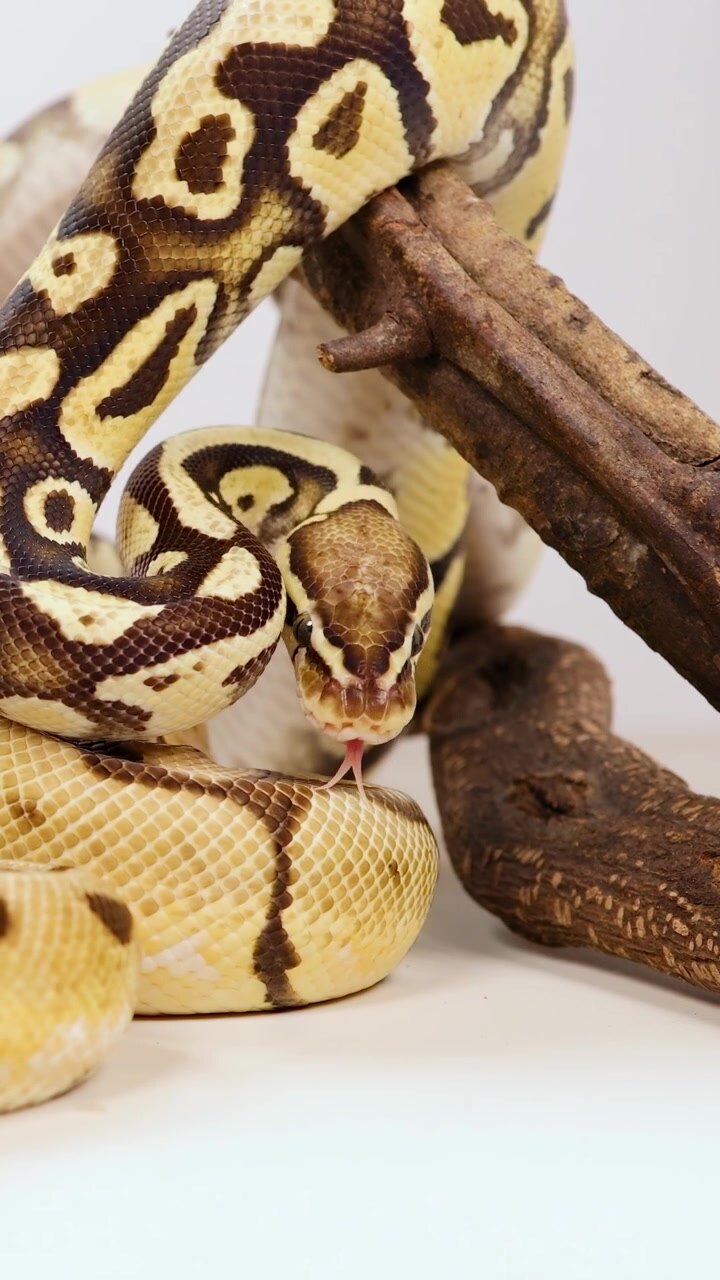 A corn snake navigates a branch in a well-lit studio environment, showcasing its vibrant patterns and natural behavior