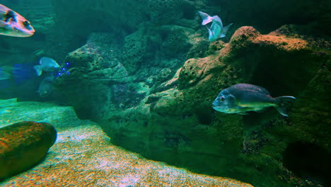 a stunning underwater shot capturing the vibrant colors and lively movement of tropical fish in their natural habitat.