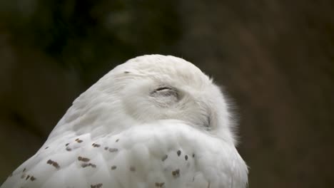 close-up of a tired snowy owl