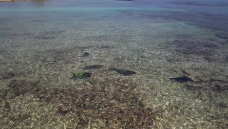 Clear-tropical-waters-with-parrotfish-swimming-in-Los-Roques-archipelago