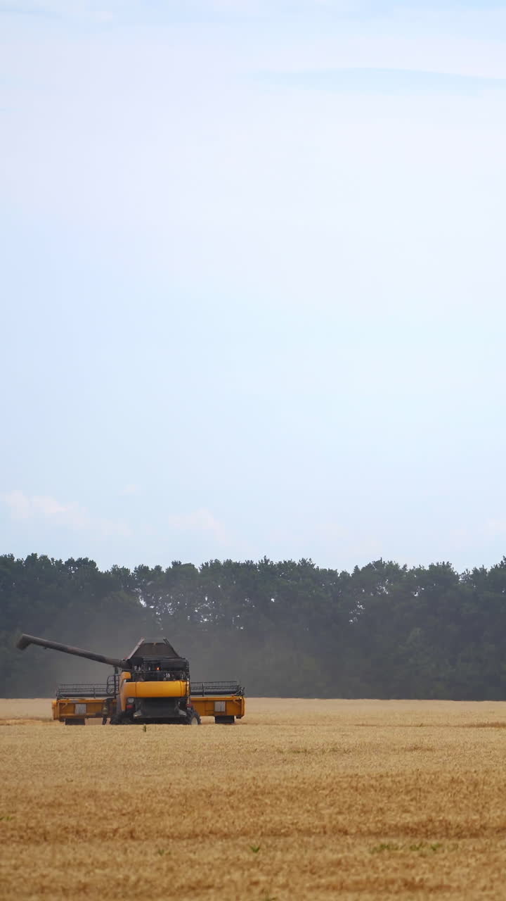 Grain harvesting combine in a sunny day. Yellow field with dry grain. Agricultural technic is working in field. Vertical video