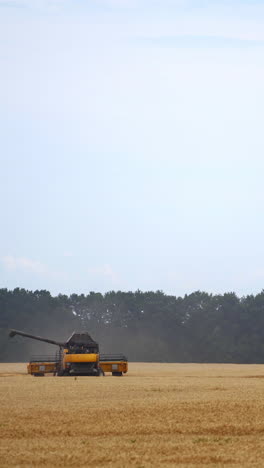 Grain harvesting combine in a sunny day. Yellow field with dry grain. Agricultural technic is working in field. Vertical video