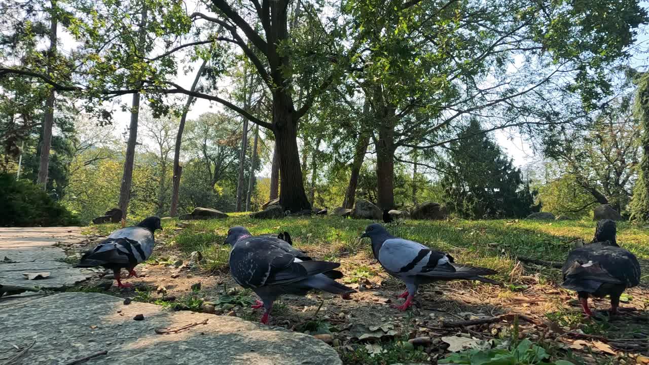 비둘기 들 이 공원 에 모여 먹이 를 찾고 있다