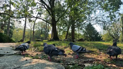 las palomas se reúnen y se alimentan en un parque