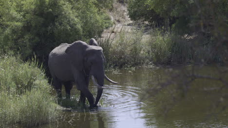 Elefante-Africano-Comiendo-Pastos-En-Un-Río-Usando-El-Pie