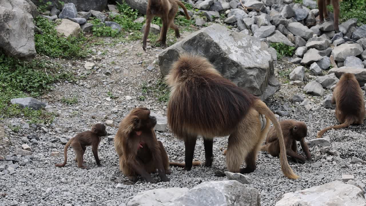 familia de monos gelada descansando juntos al aire libre entre las rocas de las montañas, de cerca