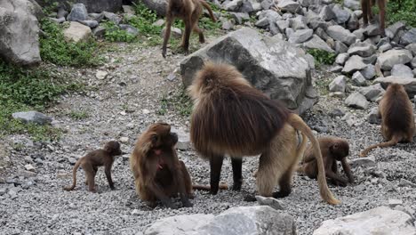 Familia-De-Monos-Gelada-Descansando-Juntos-Al-Aire-Libre-Entre-Montañas-Y-Rocas,-De-Cerca