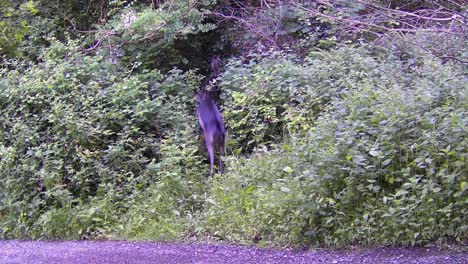 el joven ciervo rojo irlandés se asustó corriendo hacia el bosque.
