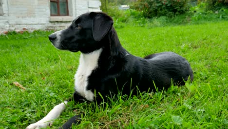 dog lies on the grass.