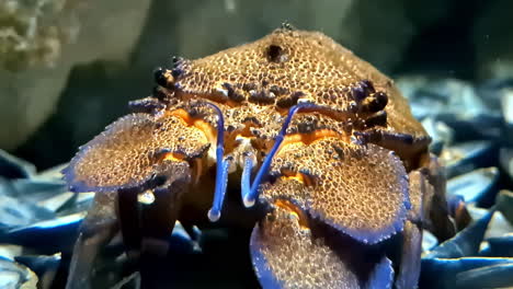 closeup of mediterranean slipper lobster underwater. scyllarides latus.