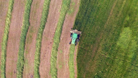 combinar la cosecha de trigo para ensilaje, vista aérea